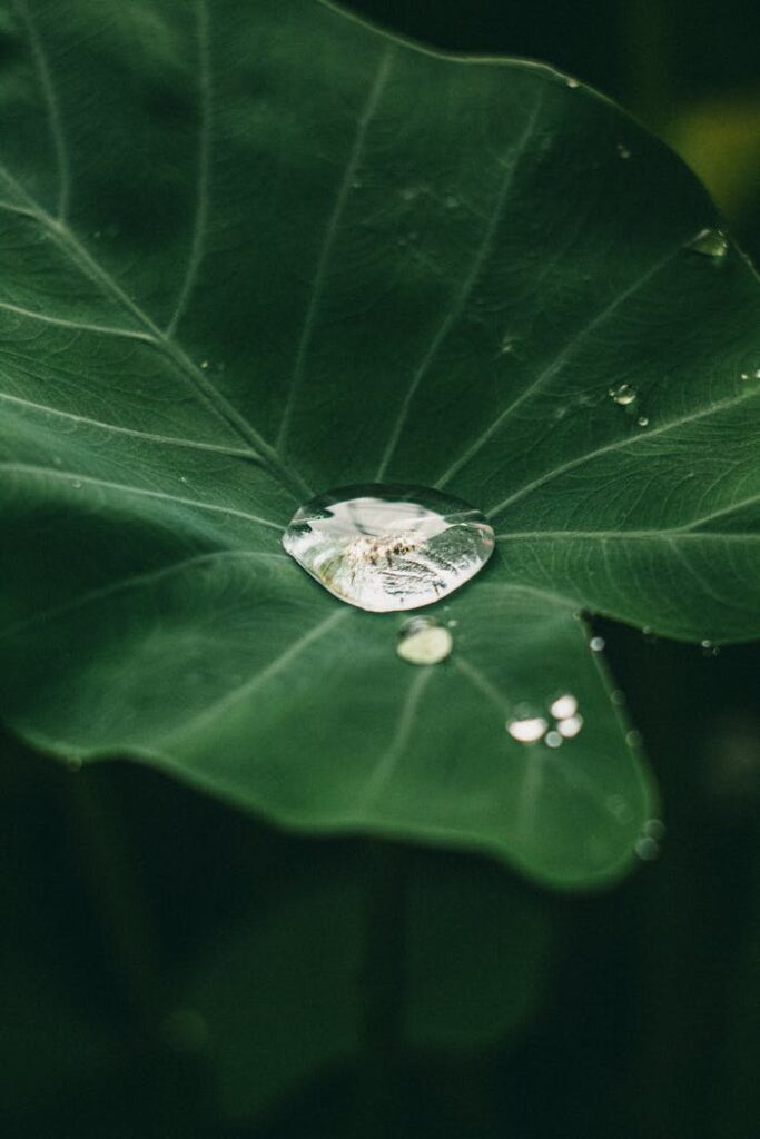 pexels photo 25559763.jpeg