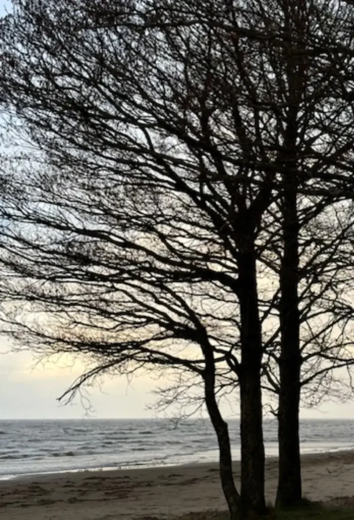 Tree branches representing the human nervous system and integrative medicine.