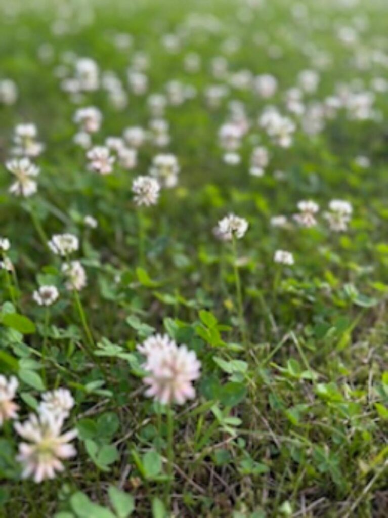 Close-up of a white clover in a green garden, representing somatic heart-centered healing and growth.